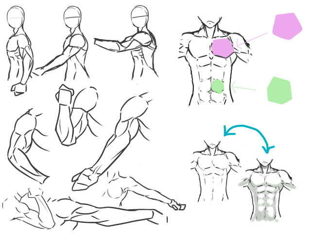 ANATOMIA PALPATORIA 